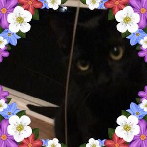 Meet your Posher, Alice